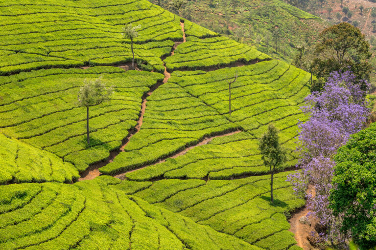 Beautiful view of tea fields or tea plantations at Coonoor, Tamil Nadu, India