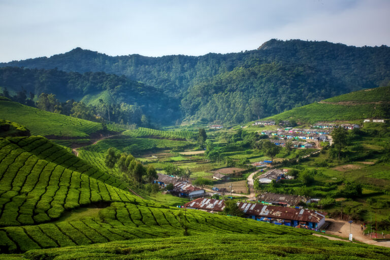 Nature background green environment -Tea Garden at Kotagiri hill India.