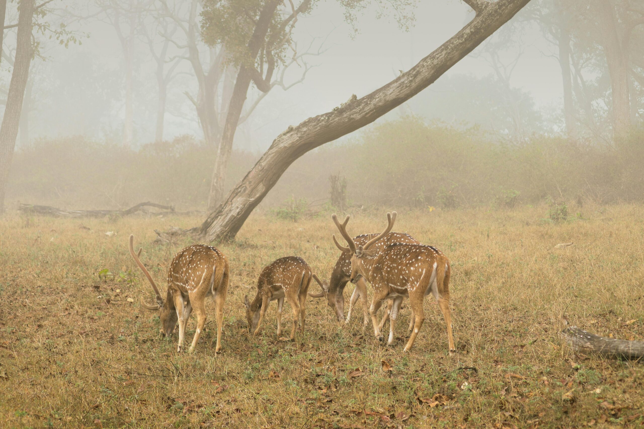 Family of Spotted Deer