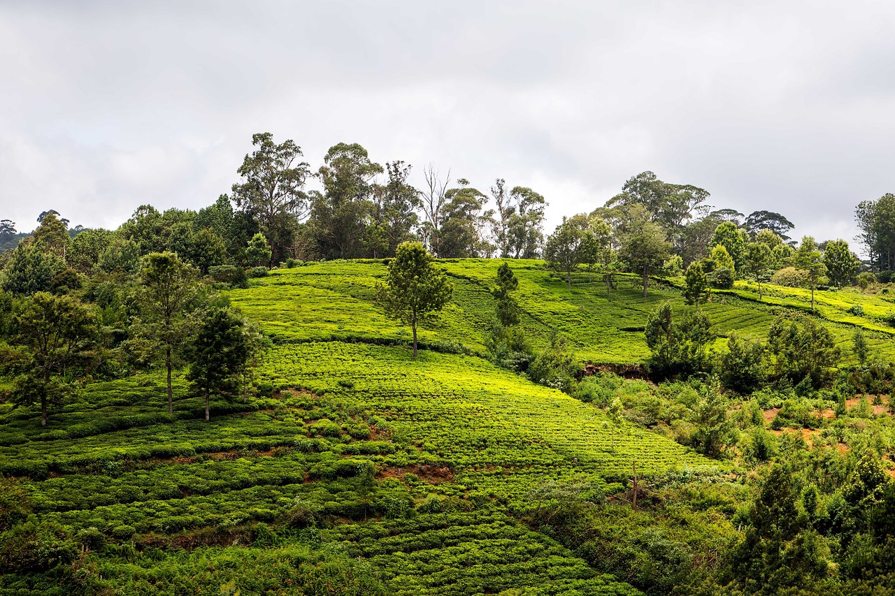 tea plantation, farm, vegetation