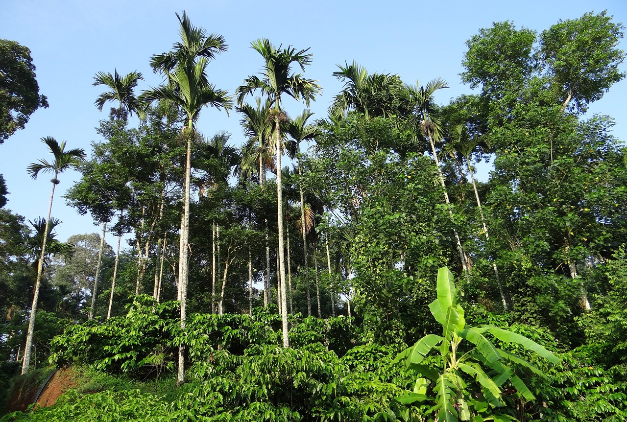 coffee plantation, hills, areca palms