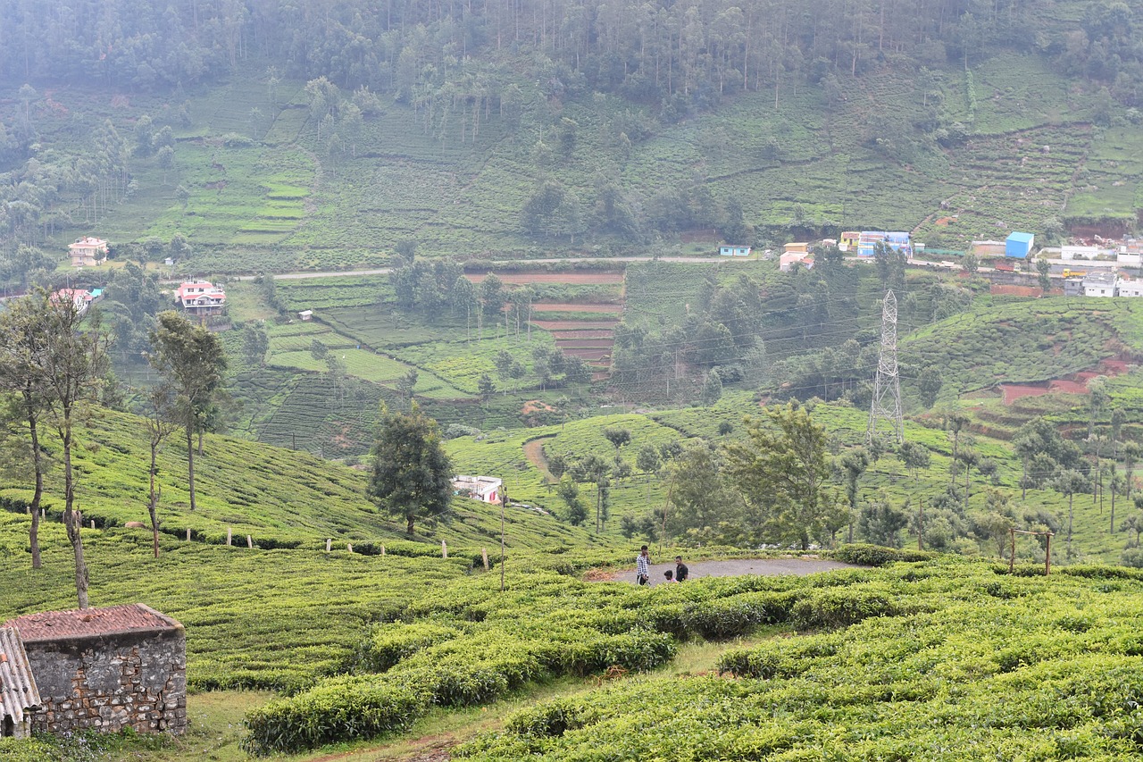 tea plantation, mountain, countryside